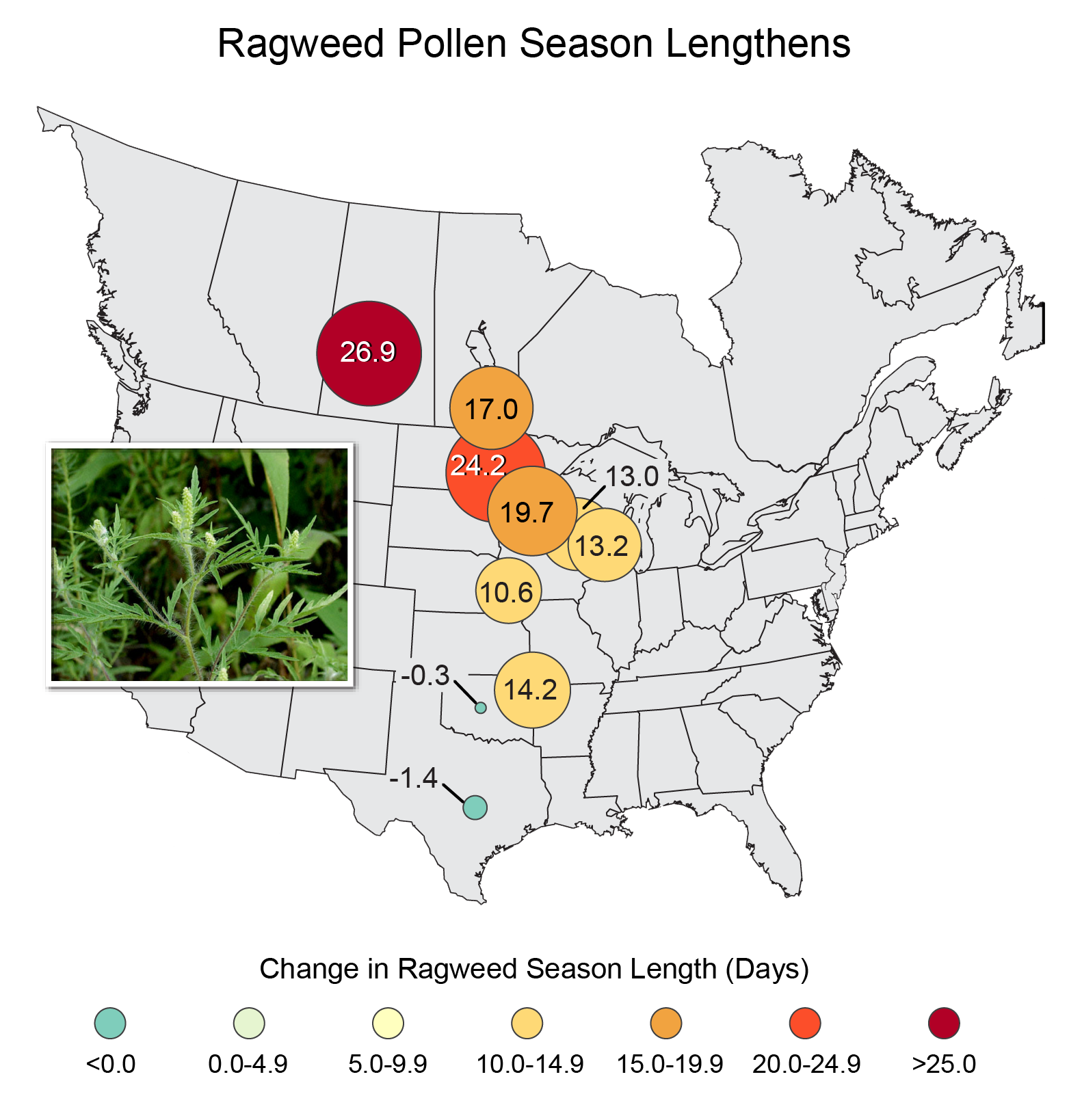 Ragweed Allergies