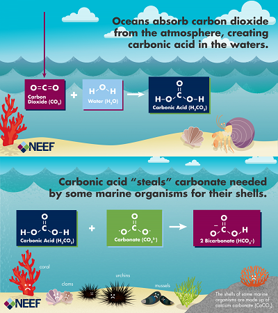 Illustration of the ocean acidification process