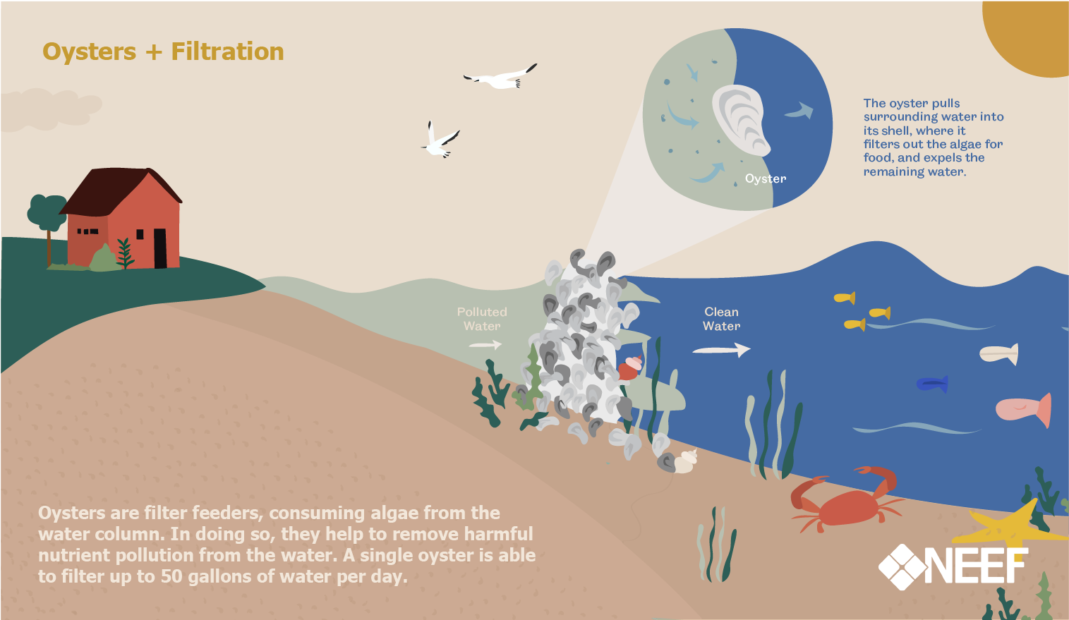 This infographic illustrates how oysters are able to filter polluted water.