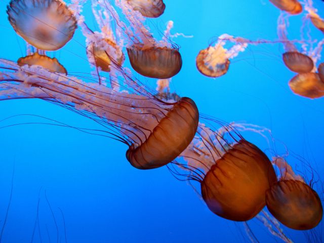 orange jelly fish at the Monterey Bay Aquarium