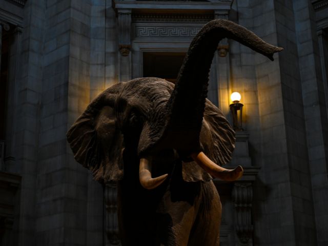 The African bush elephant in the rotunda of the Smithsonian Museum of Natural History in Washington DC.