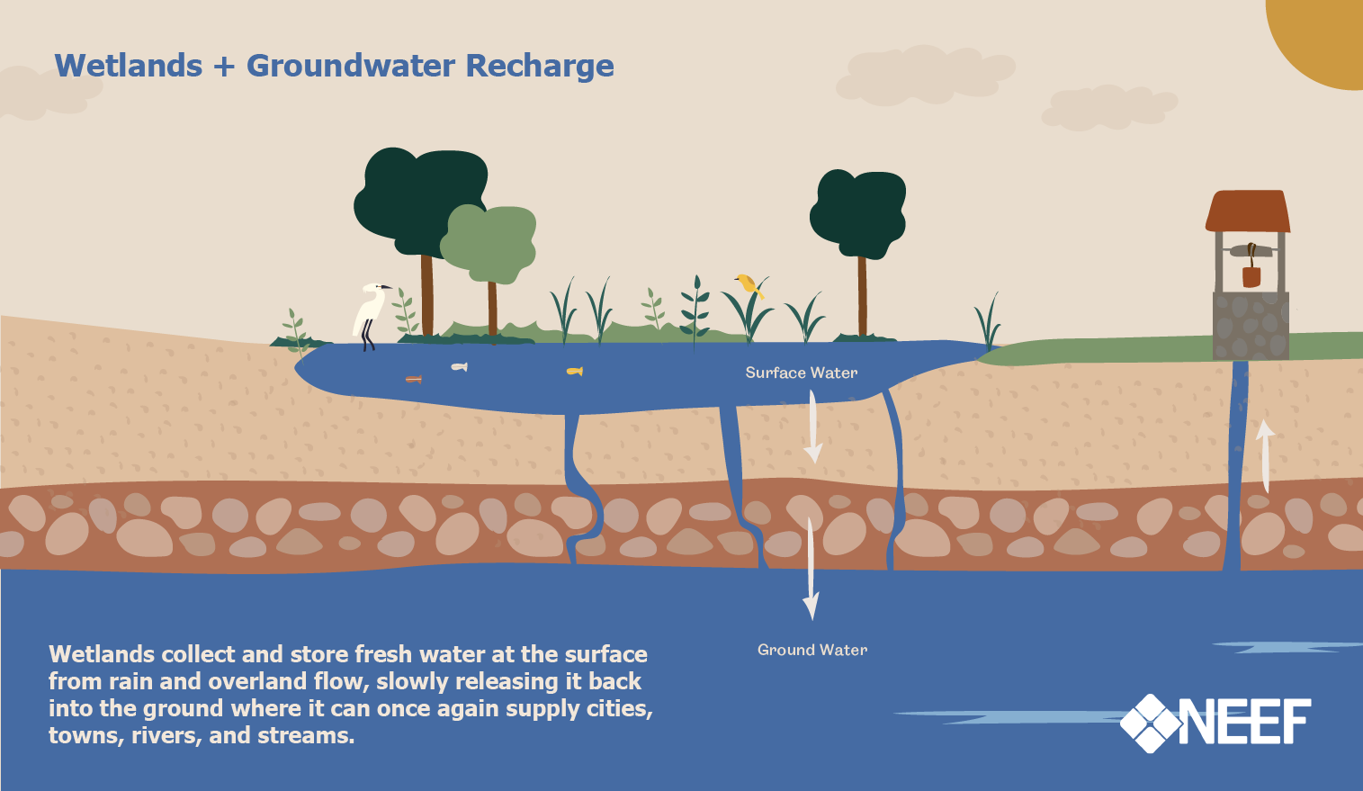 Infographic showing how wetlands recharge groundwater.