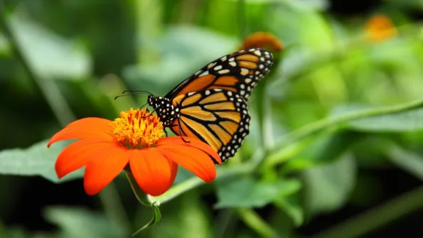 a monarch butterfly sits on an orange flower