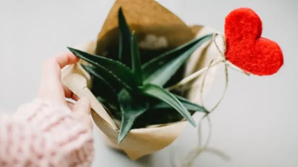 a sustainable valentine's day gift, a small succulent with a fabric heart