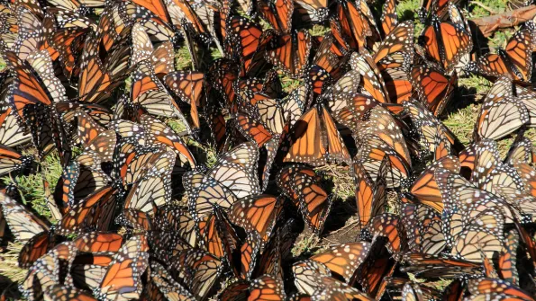 Monarch migration