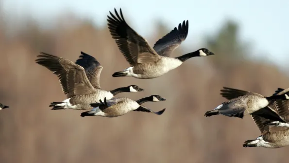 flock of canadian geese in flight