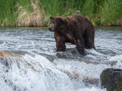 Photo of fat bear standing on water fall in Katmai National Park