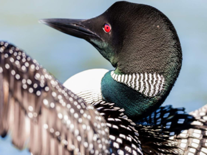 Close up of a loon