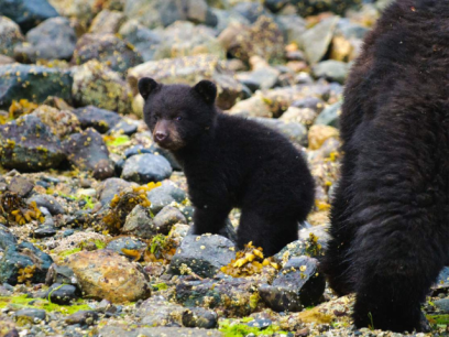 Bear cub walking on rocks with mother nearby