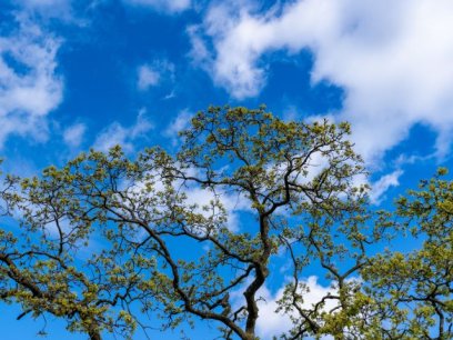 a tree line with a blue sky and white fluffy clouds and clean air
