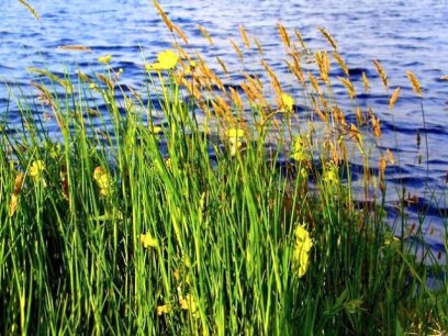 riparian planting of native plants in Chickasaw Park