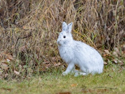 a white snowshoe hare stands in a grassy area without snow