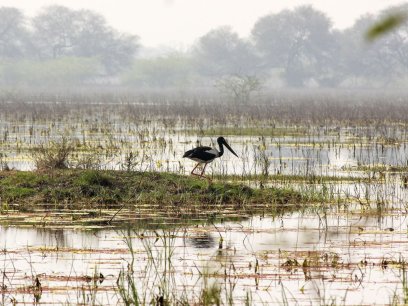 A photo of a swamp with a heron hunting for fish.