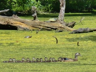 Algal bloom in Kardon Park, Downingtown, PA