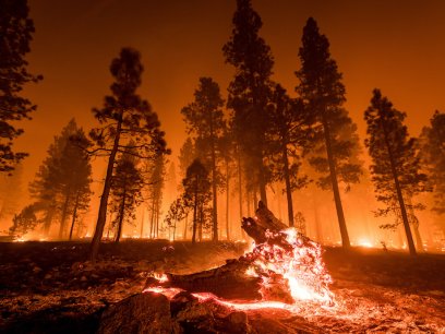 fire burning a forest with a log in flames and red sky