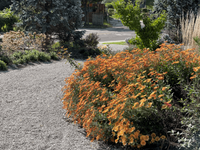 orange flowers on a path in Cincinnati city garden