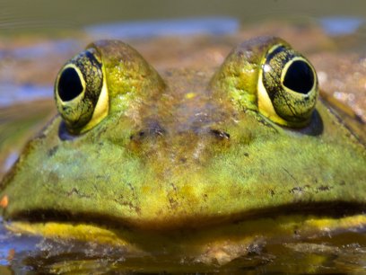 American Bullfrog coming out of water