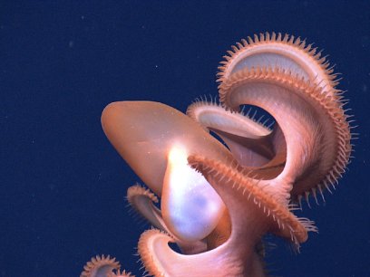 Dumbo octopus (Cirrothauma murrayi)