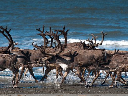 Reindeer in north of Wales, Alaska
