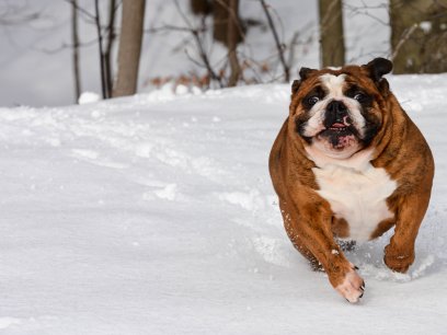 Dog in Snow