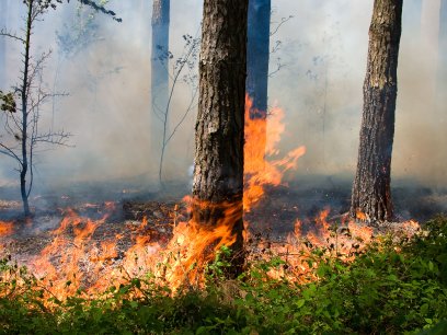 Forest Fires