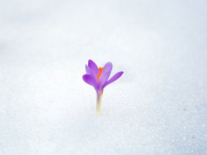 Flower blooming in snow