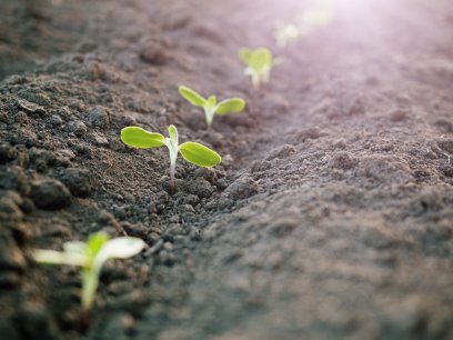 Seedlings