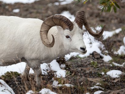 Dall sheep ram (Ovis dalli) in Denali National Park, Alaska
