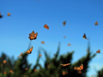 Monarch butterfly migration