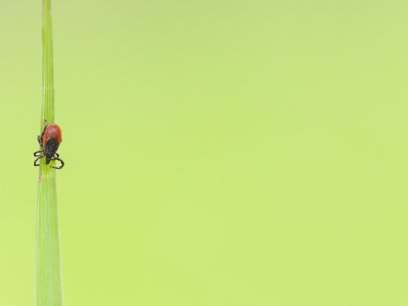 Little Tick on a Plant Straw