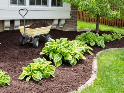 Backyard Garden