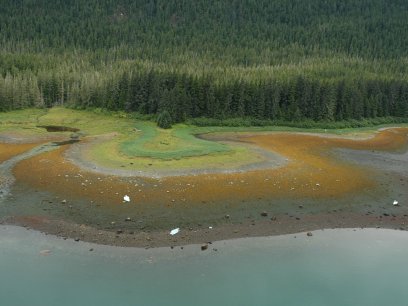 Aerial photograph. A kaleidoscopic shoreline with bands of red and orange algae in the low tide zone, blocks of ice on the shore, and varying shades of green in the terrestrial flora. Alaska, Sitka Sound.