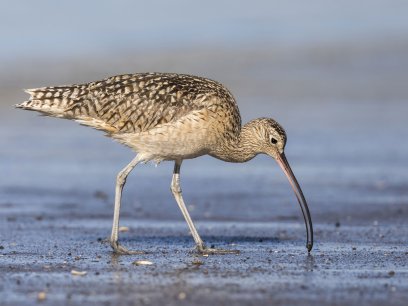 Long-billed Curlew foraging in a river estuary
