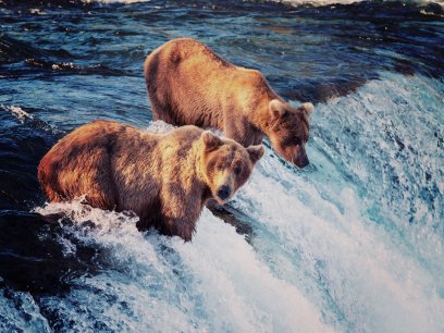 Bears in Alaska