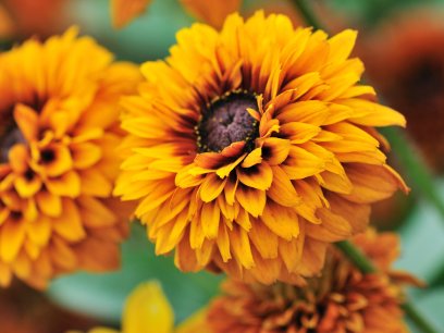 Blooming rudbeckia