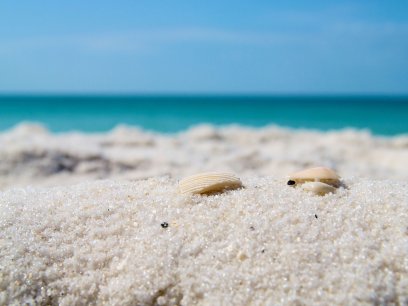 Clams in Pensacola