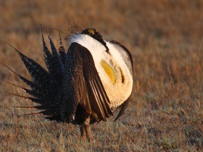 Male greater sage-grouse