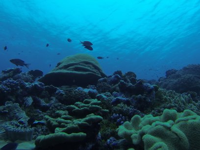 US Coral Reefs