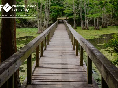 Marsh near Big Thicket