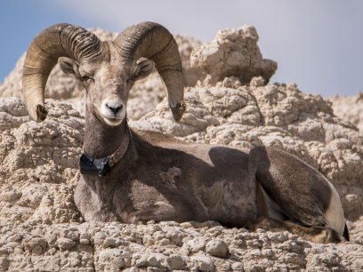 Bighorn sheep