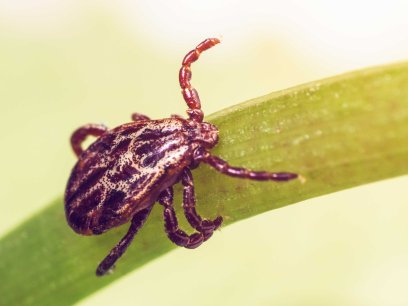 A dangerous parasite and infection carrier mite sitting on a green leaf