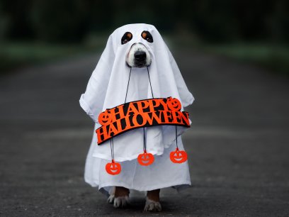 Dog in ghost costume