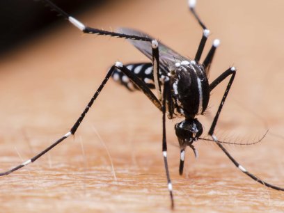  Mosquito aedes aegypti, transmissor de vírus