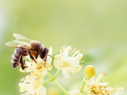 Bee pollinating a flower