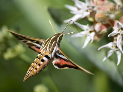 Hummingbird hawk-moth