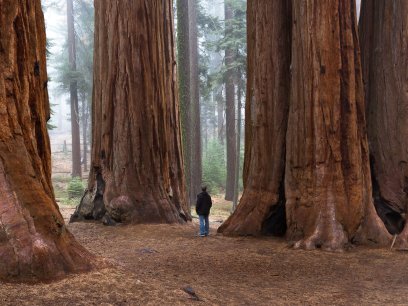 Sequoia trees