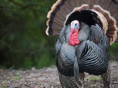 Turkey strutting