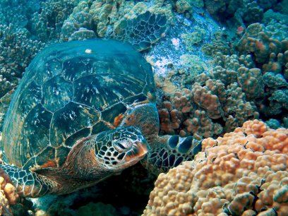 Turtle swimming among coral