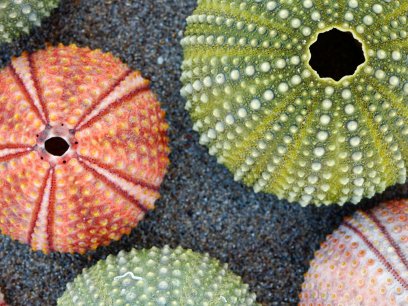 Sea urchin shells