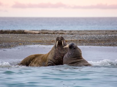 Walruses on the beach